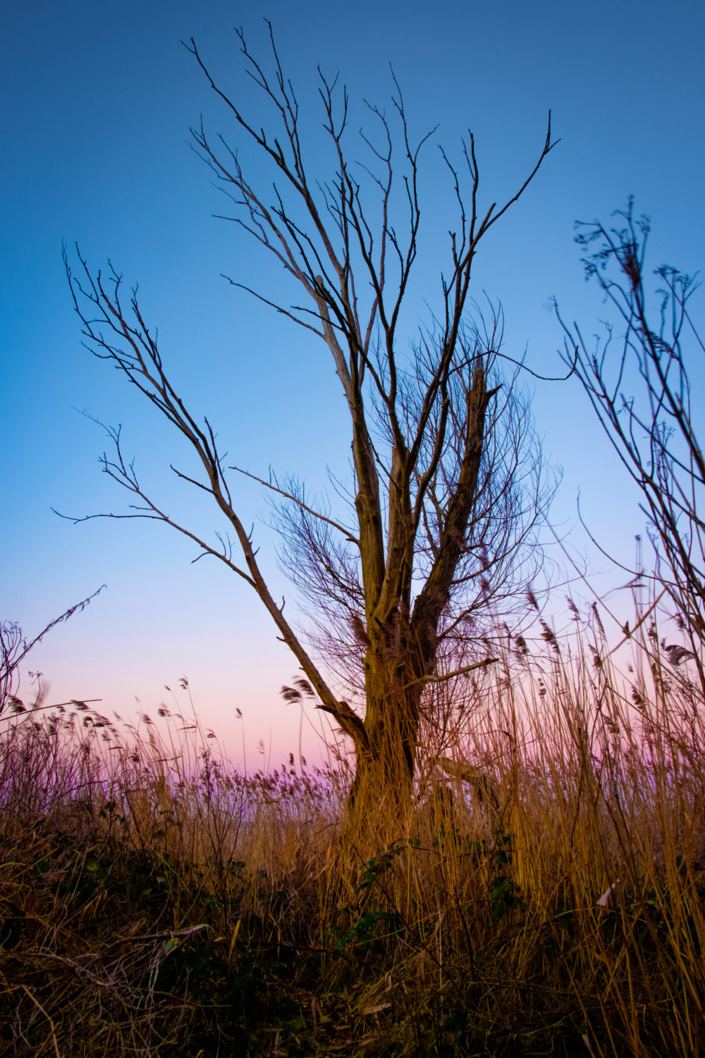 Dead tree at the lake