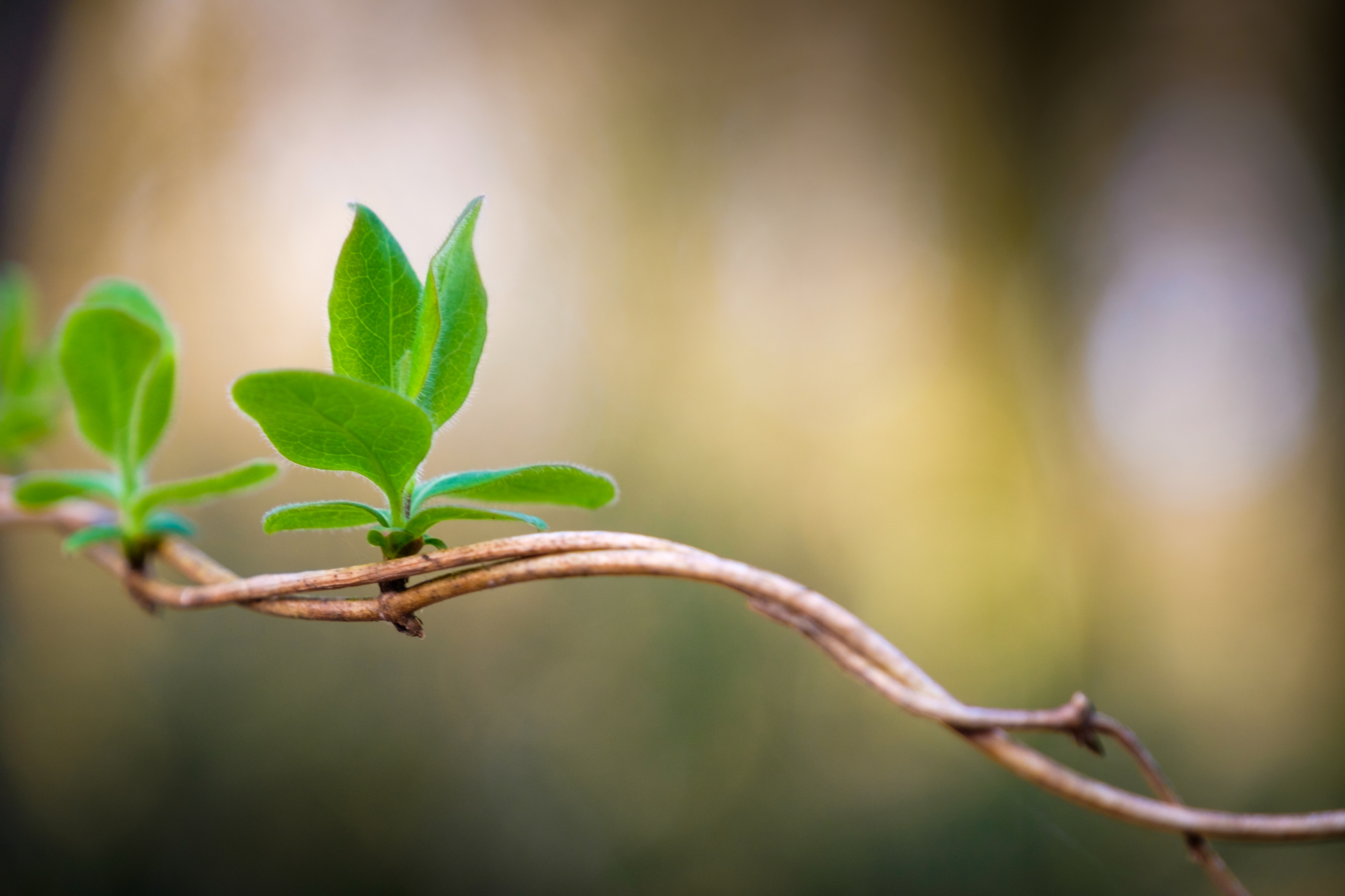 Spring leaves Photographs by Roy Tanck