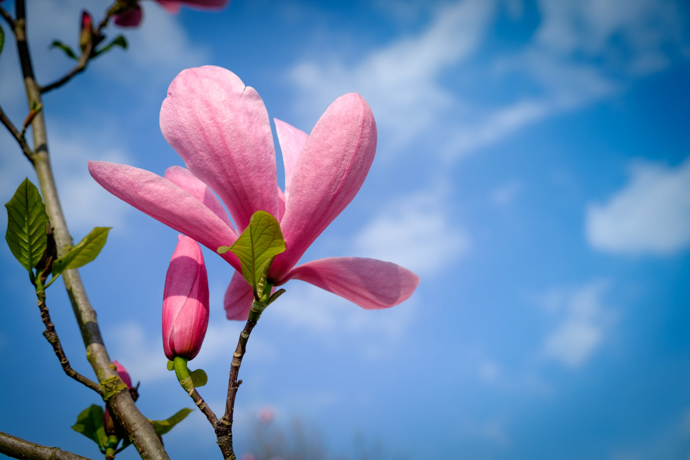 Magnolia flower 2 – Photographs by Roy Tanck