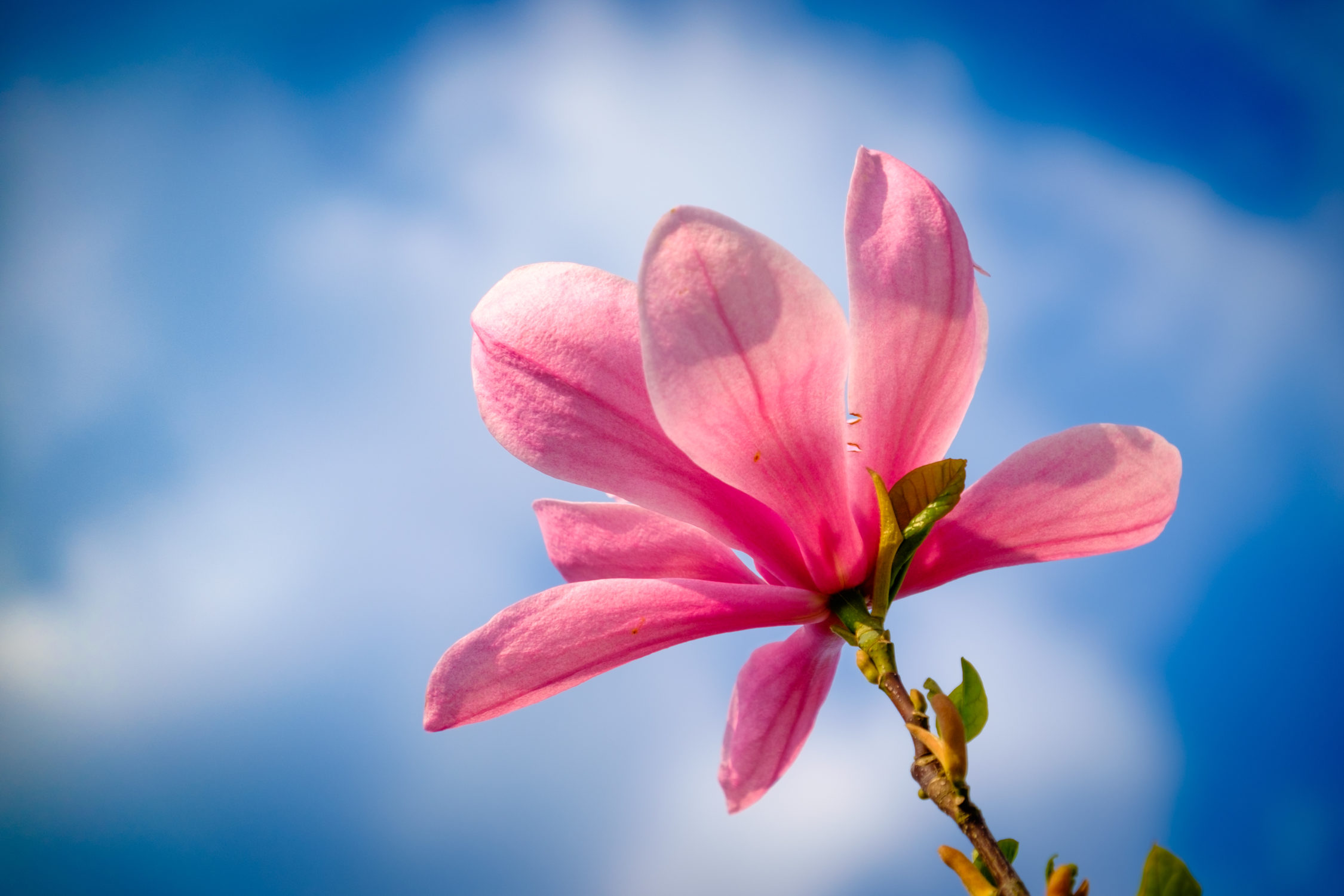 Magnolia flower