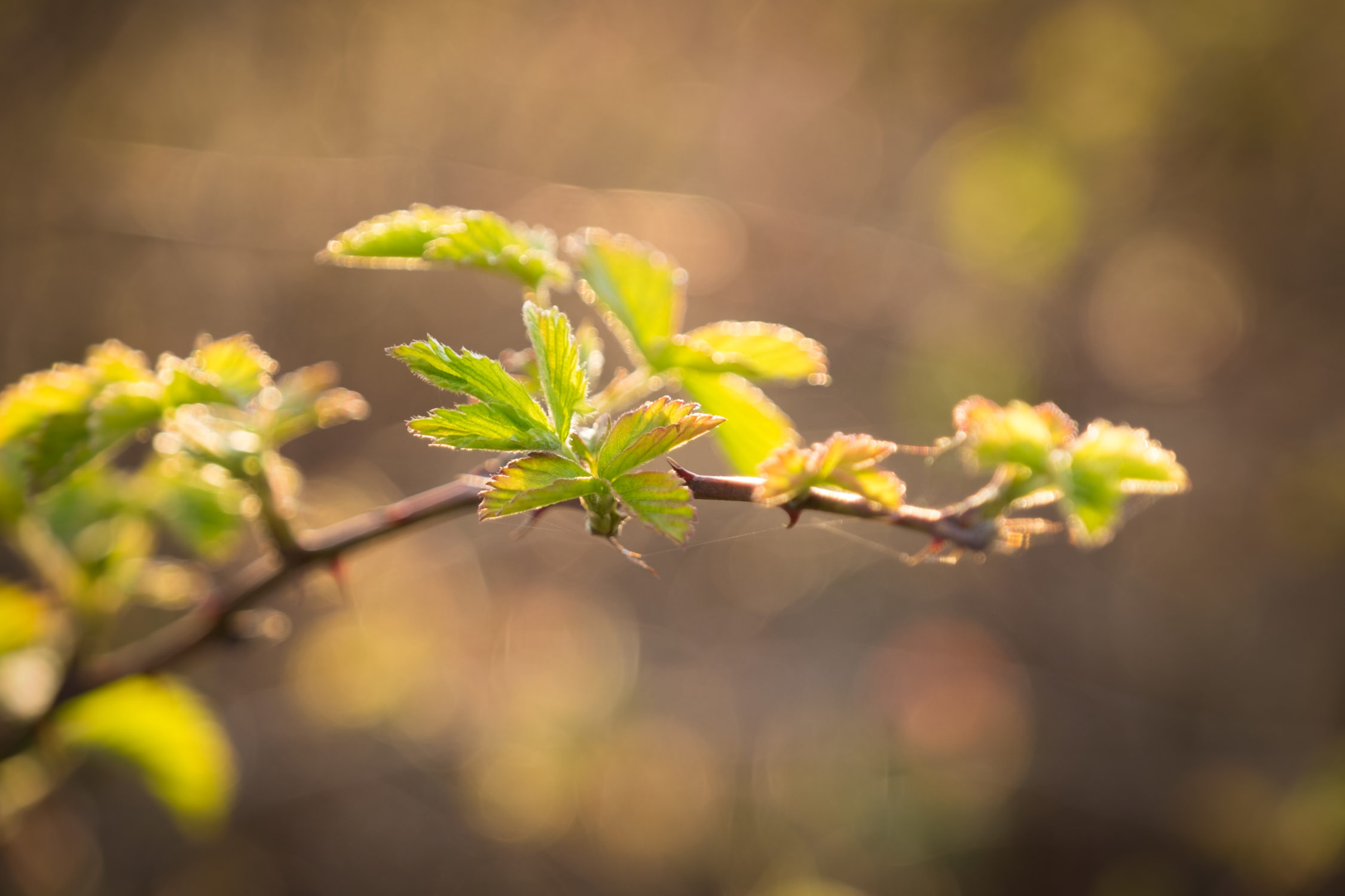 Evening light