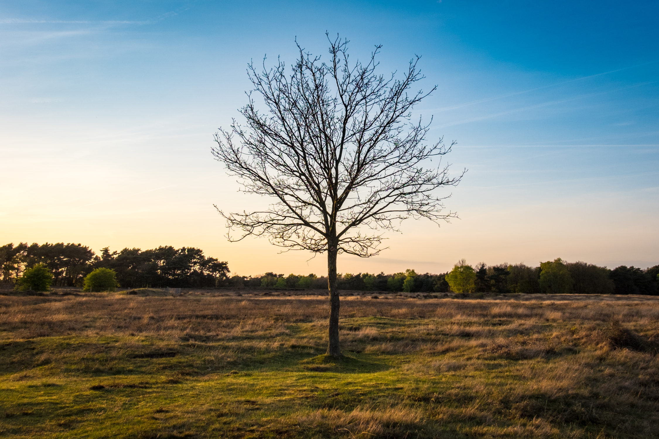 Evening light tree 2