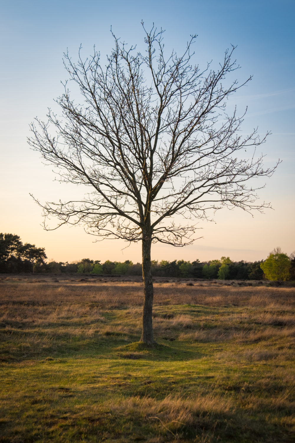 Evening light tree