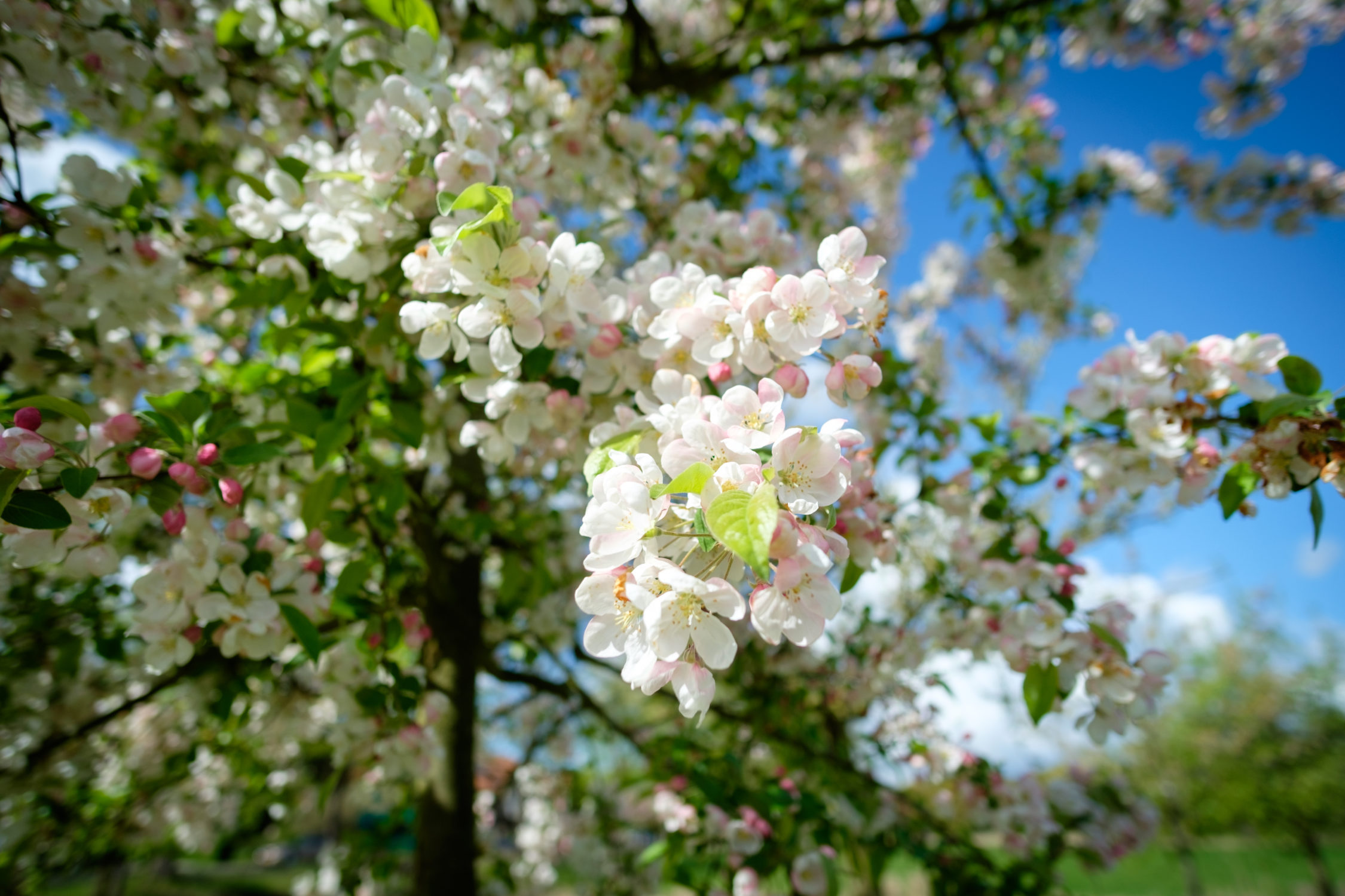 Blossom 1