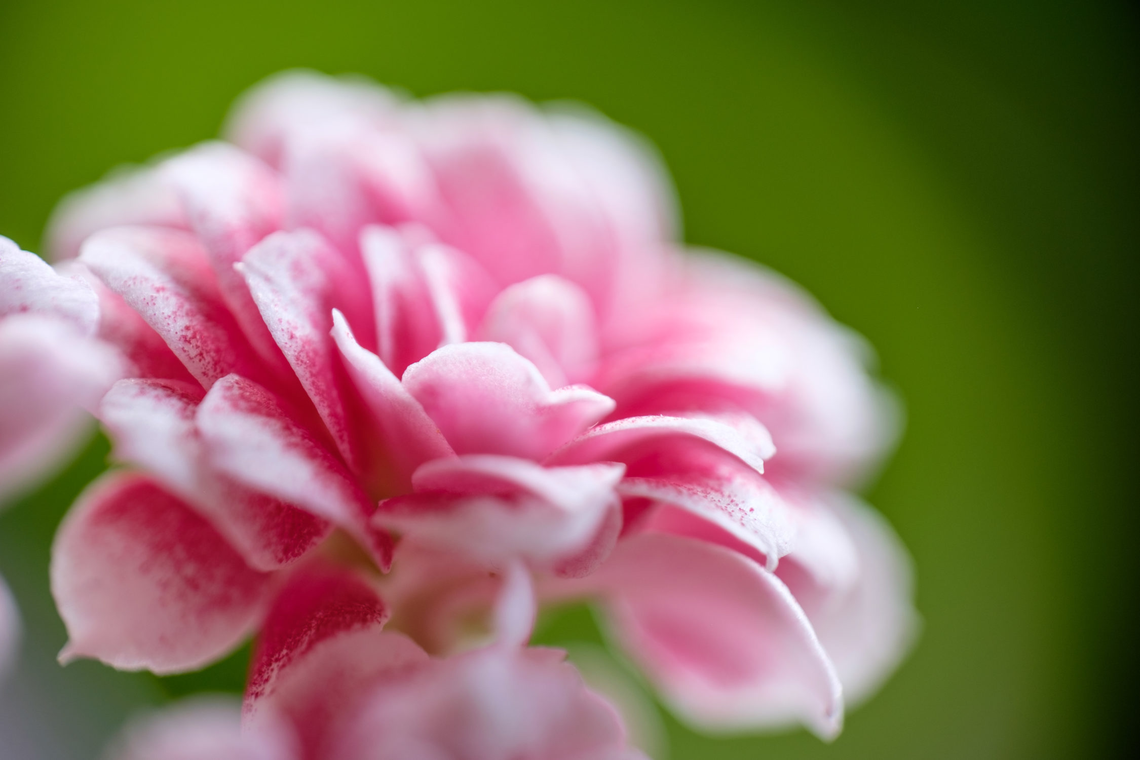 Tiny flower