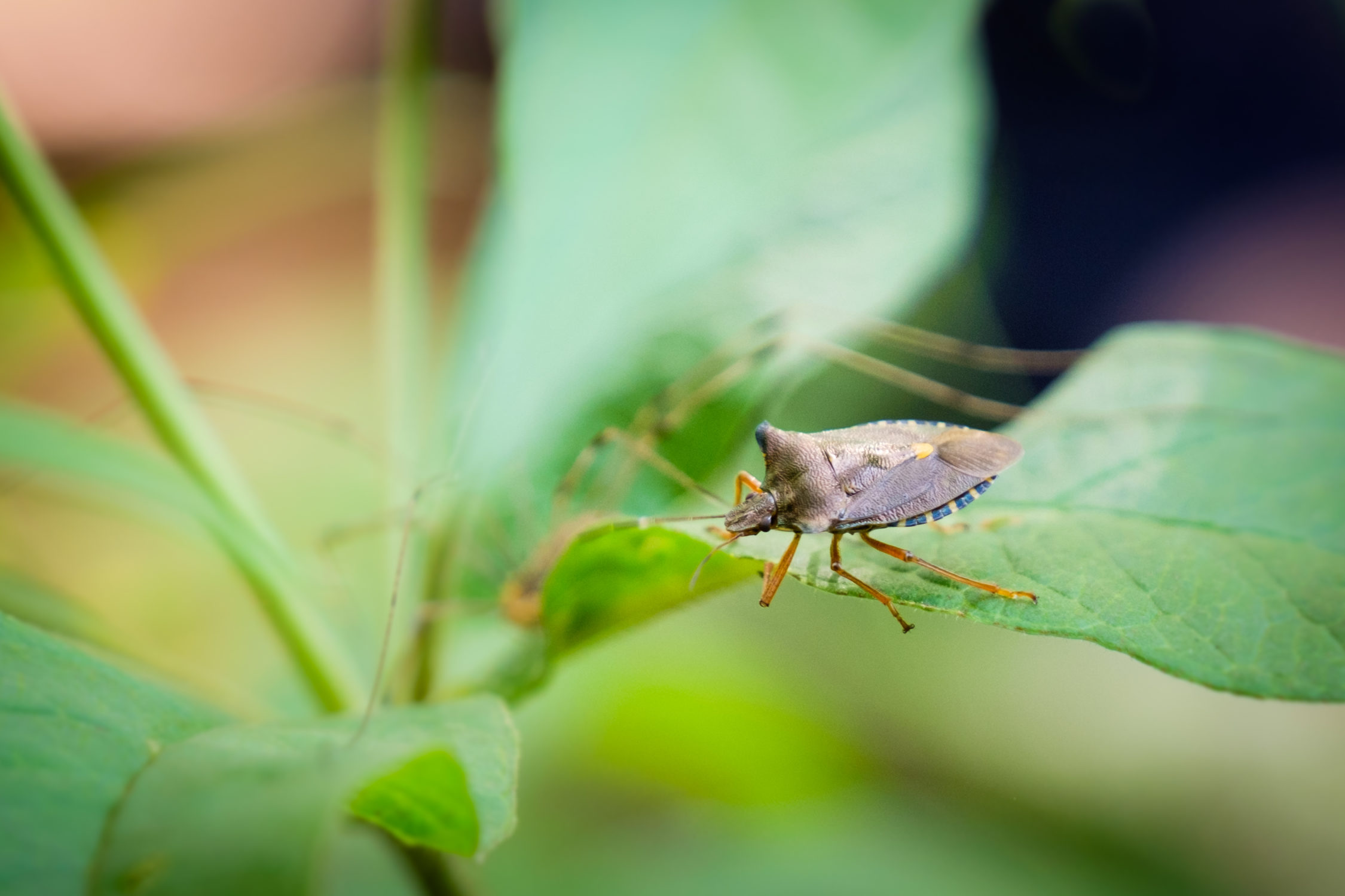 Pentatoma Rufipes