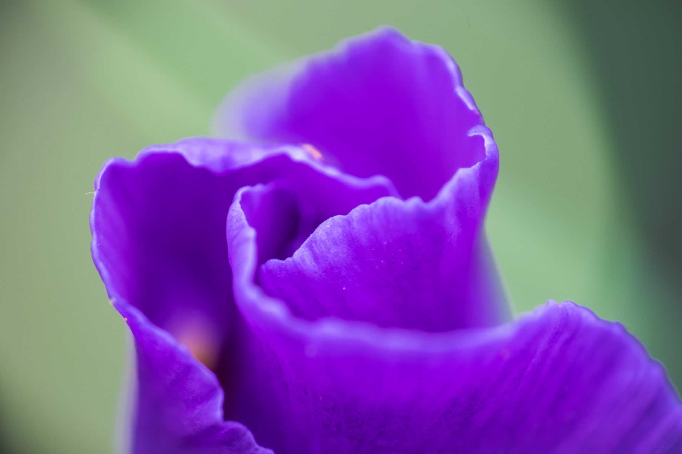 Iris flower bud 2