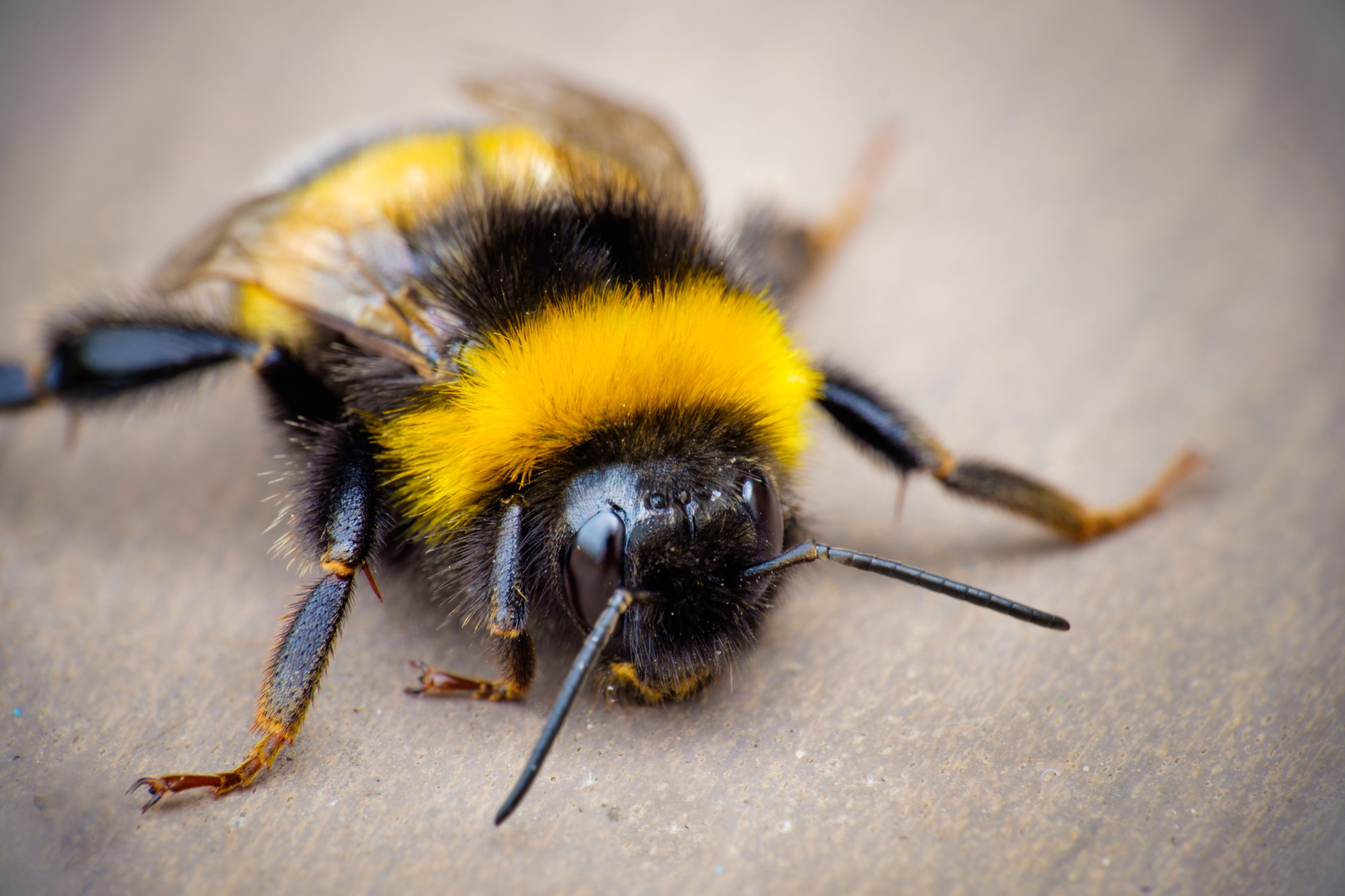 Resting bumblebee