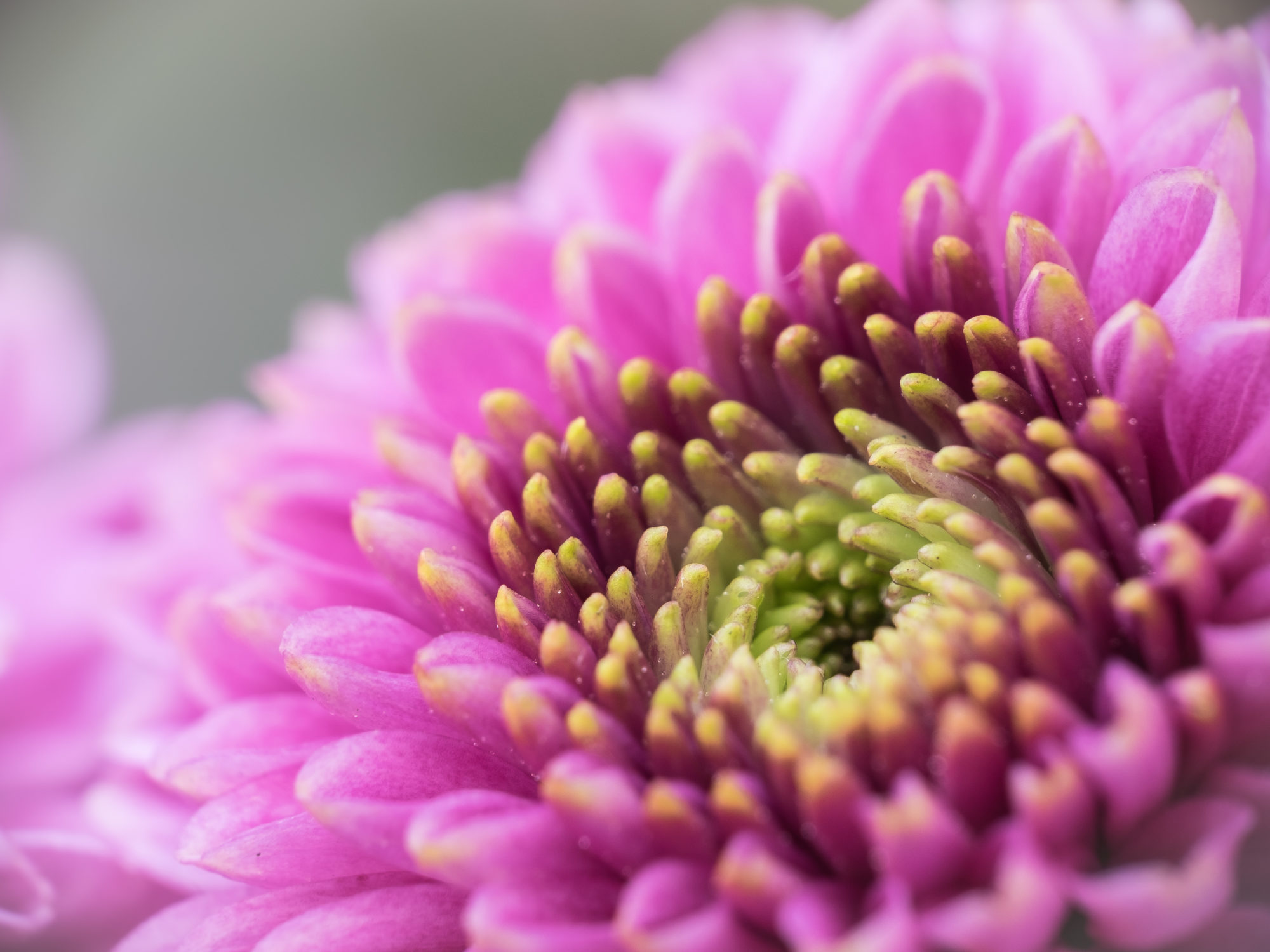 Flower close-up