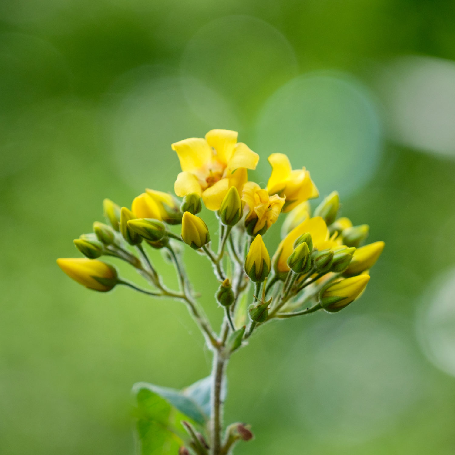 Yellow flowers