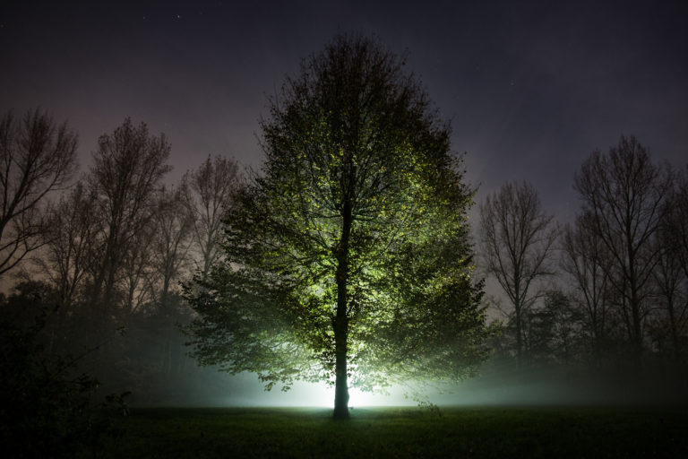 Night tree – Photographs by Roy Tanck